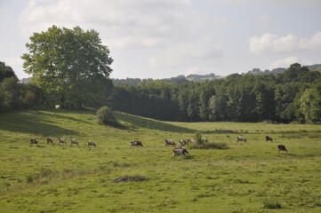 Weidende Kühe