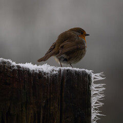 Robin perched on a fence post with winter rime frost spikes. England UK