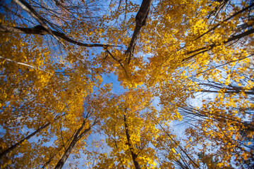 Autumn leaves in front of a blue sky