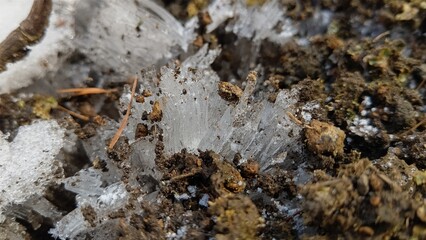 霜柱