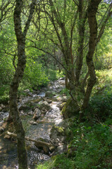 Fototapeta na wymiar Landscape of a river surrounded by green trees and green plants. Forest located in the mountains of Madrid.