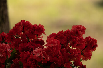 Red Flowers