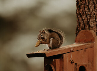 Squirrel Munching