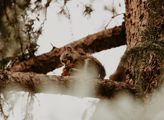 Squirrel Eating