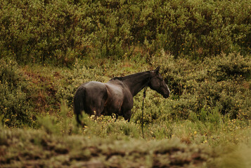 Black Horse in Field