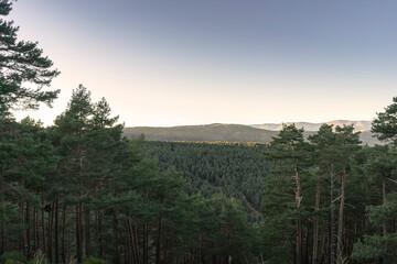 Forest with tall green pine trees, woman on a rock looking at the landscape and disconnecting.