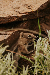 Chipmunk on rock