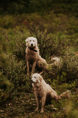 Maremma sheepdogs on a hill