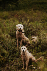 Maremma sheepdogs on a hill