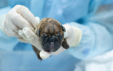 A newborn snub-nosed puppy is carefully held in his hand by a veterinarian in medical gloves and a blue uniform. The doctor with love and care holds a small puppy.