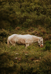 White horse on a hill