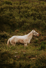 White horse on a hill
