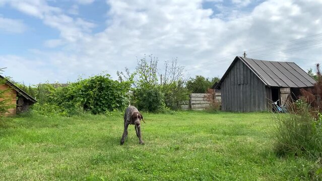 Dog German shorthaired pointer catching an apple in flight. Kurzhaar training, selective focus
