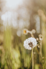 The lone dandelion 