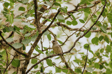 Small bird on a branch