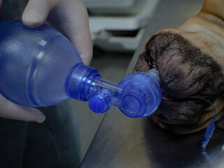 A doctor in gloves holds an oxygen bag connected to an endotracheal tube in the dog's trachea. The...