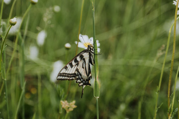 Beautiful butterfly on stem