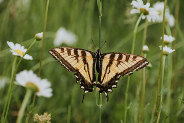 Beautiful butterfly on stem