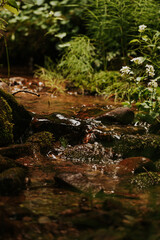 Fototapeta na wymiar A peaceful stream in the forest