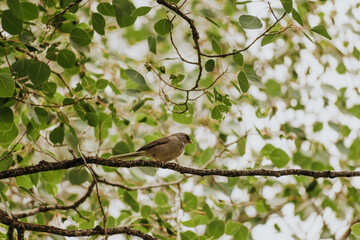 Small bird on a branch