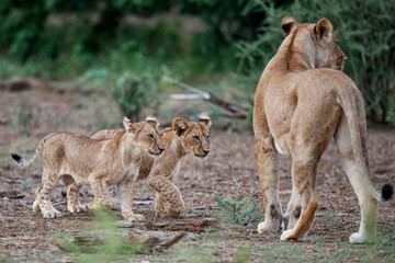 Fototapeta na wymiar Lion with cubs hanging around in Mashatu Game Reserve in the Tuli Block in Botswana
