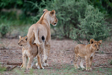 Lion with cubs hanging around in Mashatu Game Reserve in the Tuli Block in Botswana