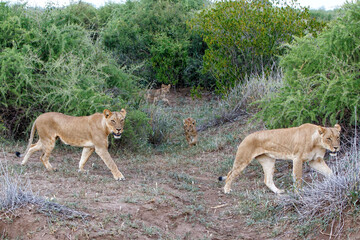 Lion with cubs hanging around in Mashatu Game Reserve in the Tuli Block in Botswana