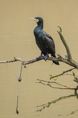 cormorant on a bench with bait baskets, plastic waste, 
