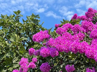 Obraz premium Pink flowers bougainvillea and walnut trees in the garden.