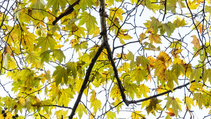 Autumn leaves on plane tree fall season. autumn background