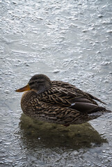 Wild bird duck sitting on the fresh textured ice of an icy lake, in the first winter days of December in cloudy weather