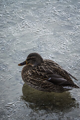 Wild bird duck sitting on the fresh textured ice of an icy lake, in the first winter days of December in cloudy weather