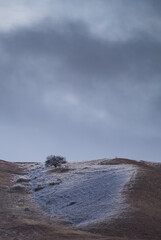 Winter landscape of hills with yellowed grass, with snow on one side and a lone tree on top of the hill, cloudy daytime december weather