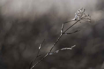 Branches and leaves of field plants frozen in winter in backlight, plants with snow and ice in December