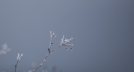 Branches and leaves of field plants frozen in winter in backlight, plants with snow and ice in December