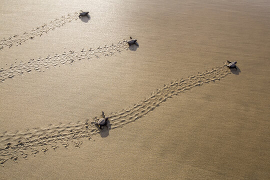 Freshly hatched leatherback and olive ridley sea turtles making their way accross the beach and into the ocean.