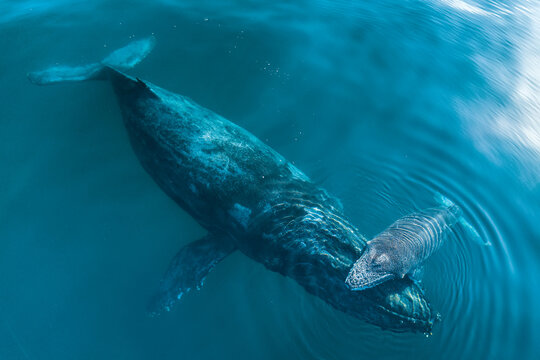 A mother humpback whale supports it's calf near the surface while they sleep.