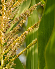 Fototapeta premium Closeup of corn tassel