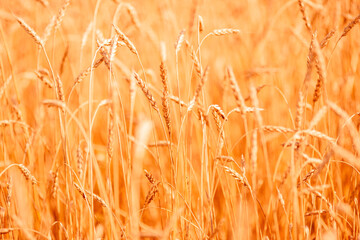 Wheat field closeup ripe in gold color, natural background. Harvest concept