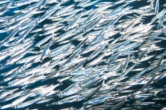 A closeup of a school of tiny fry.