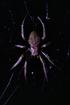 Close-up of an Amazonian spider in a web; Puerto Maldonado, Peru