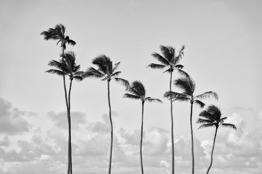 Row of windblown palm trees silhouetted in a sky with clouds; Honolulu, Oahu, Hawaii, United States of America