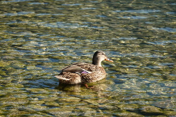 Schwimmende Ente