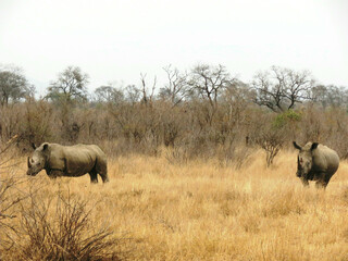 Obraz na płótnie Canvas Rinoceronte blanco.