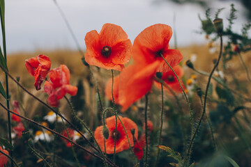 Fototapeta premium poppies in the field