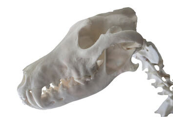Fototapeta na wymiar Iberian wolf skull and neck. Isolated