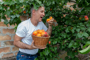 Farmer or agronomist examining and picking apricot fruit from tree in orchard