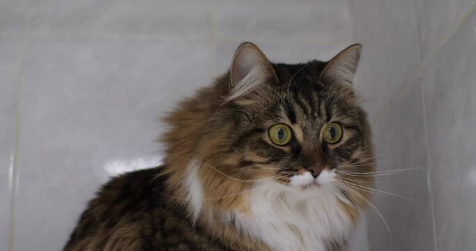 A cat sitting in a box in a hospital veterinary clinic plays and jumps. Funny, cute cat is having fun in the hospital. Fluffy pet does not miss treatment.