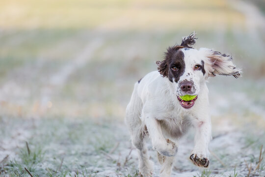 Springer Spaniel working dog retrieving a tennis ball whilst playing fetch.