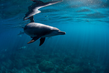 wildlife dolphin underwater
